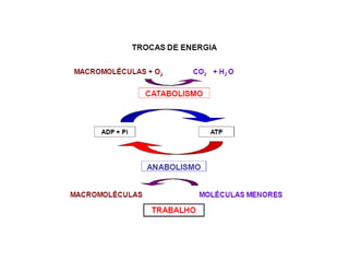 Introdução ao metabolismo fsp