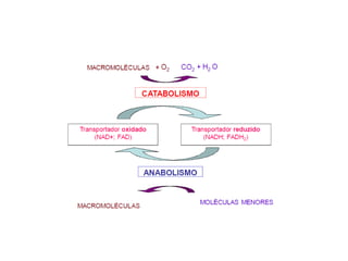 Introdução ao metabolismo fsp
