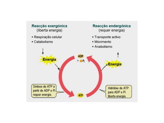 Introdução ao metabolismo fsp