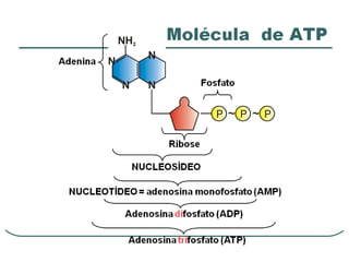 Introdução ao metabolismo fsp