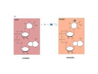 Introdução ao metabolismo fsp