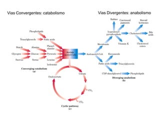 Vias Convergentes: catabolismo Vias Divergentes: anabolismo