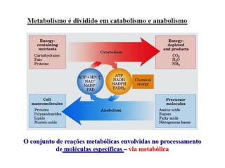 Introdução ao metabolismo fsp