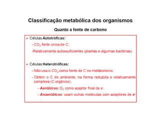 Introdução ao metabolismo fsp