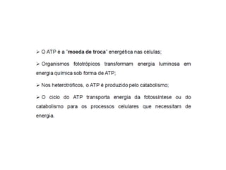 Introdução ao metabolismo fsp