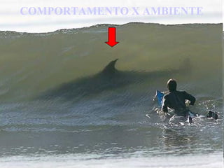 COMPORTAMENTO X AMBIENTE 