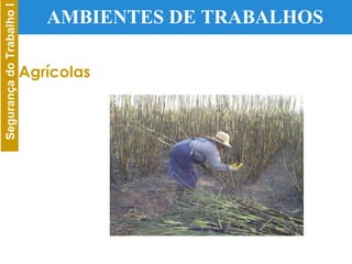 AMBIENTES DE TRABALHOS Agrícolas 