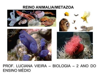 REINO ANIMALIA/METAZOA PROF. LUCIANA VIEIRA – BIOLOGIA – 2 ANO DO ENSINO MÉDIO 