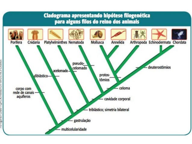 Introdução ao reino animal