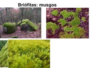 Briófitas: musgos 