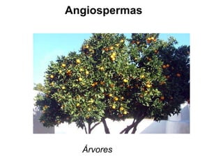 Angiospermas Árvores 