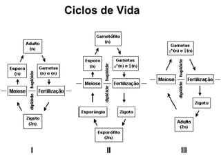 Ciclos de Vida 