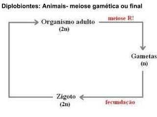 Diplobiontes: Animais- meiose gamética ou final 