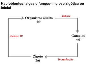 Haplobiontes: algas e fungos- meiose zigótica ou inicial 