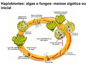 Haplobiontes: algas e fungos- meiose zigótica ou inicial 