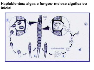 Haplobiontes: algas e fungos- meiose zigótica ou inicial 