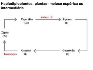 Haplodiplobiontes: plantas- meiose espórica ou intermediária 