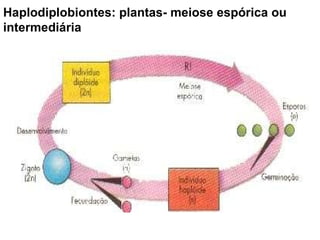 Haplodiplobiontes: plantas- meiose espórica ou intermediária 
