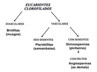 Briófitas (musgos) Briófitas Pteridófitas (samambaias) Gimnospermas(pinheiros) Angiospermas (as demais) 