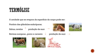 TERMÓLISE
A umidade que se evapora da superfície do corpo pode ser:
Produto das glândulas sudoríparas;
Zebus, cavalos produção de suor
Bovinos europeus , porco e carneiro produção de suor
 
