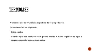 TERMÓLISE
A umidade que se evapora da superfície do corpo pode ser:
Por meio de fluidos orgânicos:
• Urina e saliva
• Animais que não suam ou suam pouco, ocorre a maior ingestão de água e
acarreta em maior produção de urina.
 