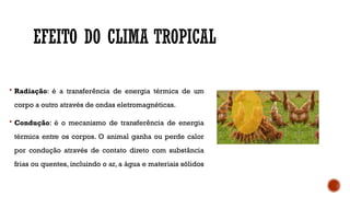 EFEITO DO CLIMA TROPICAL
 Radiação: é a transferência de energia térmica de um
corpo a outro através de ondas eletromagnéticas.
 Condução: é o mecanismo de transferência de energia
térmica entre os corpos. O animal ganha ou perde calor
por condução através de contato direto com substância
frias ou quentes, incluindo o ar, a água e materiais sólidos
 