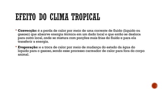 EFEITO DO CLIMA TROPICAL
 Convecção: é a perda de calor por meio de uma corrente de fluído (liquido ou
gasoso) que absorve energia térmica em um dado local e que então se desloca
para outro local, onde se mistura com porções mais frias do fluído e para ela
transferir a energia.
 Evaporação: e a troca de calor por meio de mudança do estado da água do
liquido para o gasoso, sendo esse processo carreador de calor para fora do corpo
animal.
 