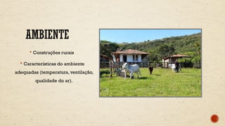 AMBIENTE
 Construções rurais
 Características do ambiente
adequadas (temperatura, ventilação,
qualidade do ar).
 