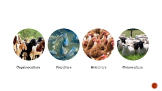Caprinocultura Psicultura Avicultura Ovinocultura
 