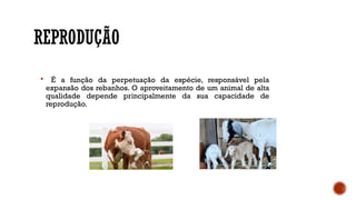 REPRODUÇÃO
 É a função da perpetuação da espécie, responsável pela
expansão dos rebanhos. O aproveitamento de um animal de alta
qualidade depende principalmente da sua capacidade de
reprodução.
 