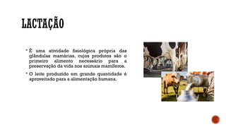 LACTAÇÃO
 É uma atividade fisiológica própria das
glândulas mamárias, cujos produtos são o
primeiro alimento necessário para a
preservação da vida nos animais mamíferos.
 O leite produzido em grande quantidade é
aproveitado para a alimentação humana.
 