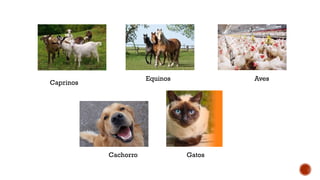 Caprinos
Aves
Equinos
Gatos
Cachorro
 