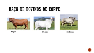 RAÇA DE BOVINOS DE CORTE
Angus Nelore Brahman
 