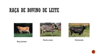 RAÇA DE BOVINO DE LEITE
Raça Jersey
Pardo suíço Girolando
 