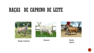 RAÇAS DE CAPRINO DE LEITE
Anglo nubiana
Saanen Parda
alpina
 