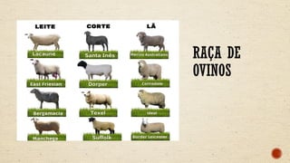 RAÇA DE
OVINOS
 