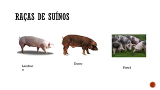 RAÇAS DE SUÍNOS
Landrac
e
Duroc
Pietrã
 