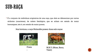 SUB-RAÇA
 É o conjunto de indivíduos originários de uma raça, que dela se diferenciam por certos
atributos (caracteres), de ordem fisiológica, que se acham em estado de maior
homozigose, isto é, em estado de maior pureza.
Nos bovinos, a raça Holandês possui duas sub-raças:
Frisia
,
M.R.Y. (Mosa, Reno,
Yssel)
 