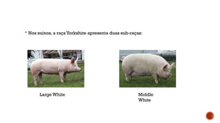  Nos suínos, a raçaYorkshire apresenta duas sub-raças:
Large White Middle
White
 