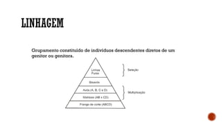 LINHAGEM
Grupamento constituído de indivíduos descendentes diretos de um
genitor ou genitora.
 