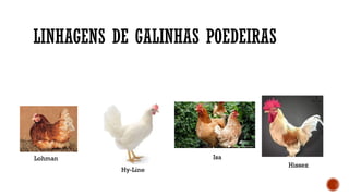 LINHAGENS DE GALINHAS POEDEIRAS
Lohman Isa
Hy-Line
Hissex
 