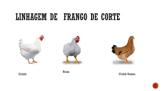 LINHAGEM DE FRANGO DE CORTE
Cobb
Ross
Cobb Sasso
 