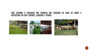 ESSE SISTEMA É UTILIZADO, POR EXEMPLO, NAS CRIAÇÕES DE GADO DE CORTE E
AVICULTURA DO TIPO “CAIPIRA”, CAPRINOS E OVINOS.
 