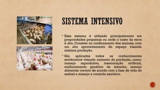 SISTEMA INTENSIVO
 Esse sistema é utilizado principalmente em
propriedades pequenas ou onde o custo da terra
é alto. Consiste no confinamento dos animais, com
um alto aproveitamento do espaço visando
máxima produção.
 São aplicados todos os conhecimentos
zootécnicos visando aumento da produção, como:
manejo reprodutivo, inseminação artificial,
melhoramento genético do rebanho, manejo
alimentar correto de acordo com a fase de vida do
animal e manejo e controle sanitário.
 