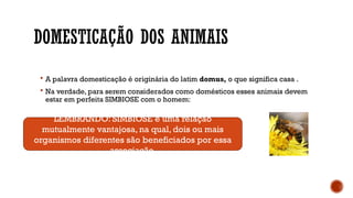 DOMESTICAÇÃO DOS ANIMAIS
 A palavra domesticação é originária do latim domus, o que significa casa .
 Na verdade, para serem considerados como domésticos esses animais devem
estar em perfeita SIMBIOSE com o homem:
LEMBRANDO: SIMBIOSE é uma relação
mutualmente vantajosa, na qual, dois ou mais
organismos diferentes são beneficiados por essa
associação.
 