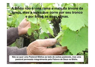 A Bíblia não é uma rama a mais da árvore daA Bíblia não é uma rama a mais da árvore da
Igreja, mas a seiva que corre por seu troncoIgreja, mas a seiva que corre por seu tronco
e por todas as suas ramas.e por todas as suas ramas.
Não se quer uma Pastoral Bíblica ao lado de outras pastorais, mas uma
pastoral permeada integralmente pela Palavra de Deus na Bíblia.
 