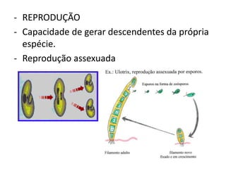 - REPRODUÇÃO
- Capacidade de gerar descendentes da própria
espécie.
- Reprodução assexuada
 