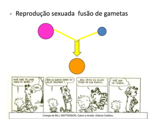 - Reprodução sexuada fusão de gametas
 