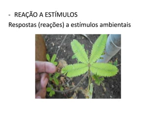 - REAÇÃO A ESTÍMULOS
Respostas (reações) a estímulos ambientais
 