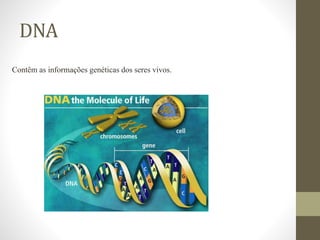 DNA
Contêm as informações genéticas dos seres vivos.
 